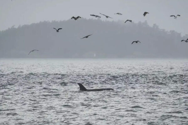 Scientists hope underwater fiber-optic cables can help save endangered orcas