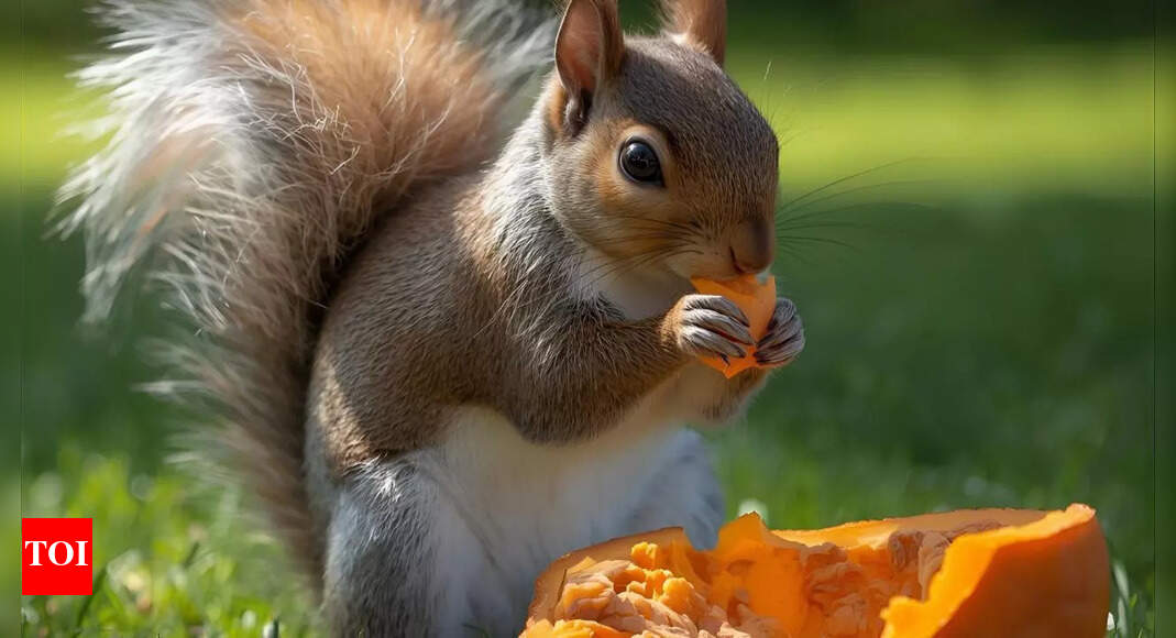 Keep squirrels away from your Halloween pumpkins: Easy and natural remedies |