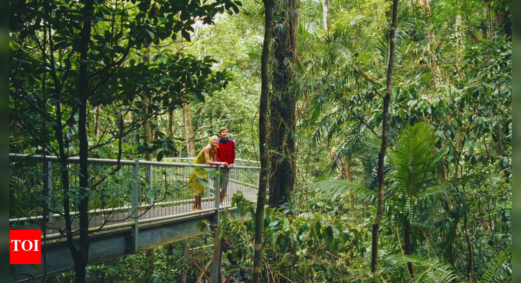 Australian rainforests no longer carbon sink: Study