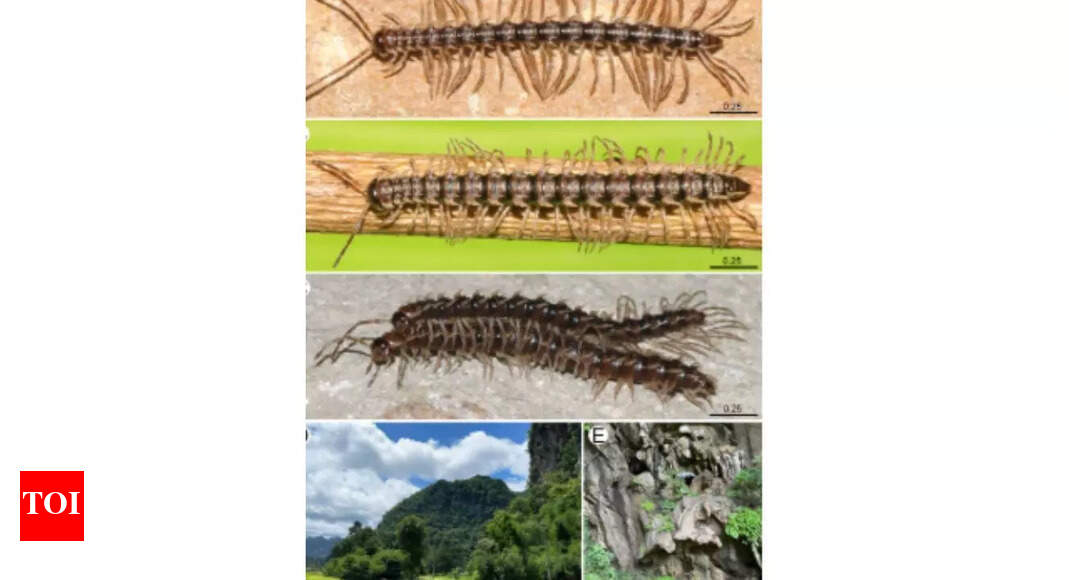 New dragon-like millipede discovered in Thailand’s Pha Daeng cave; revealing mysterious hidden ecosystems