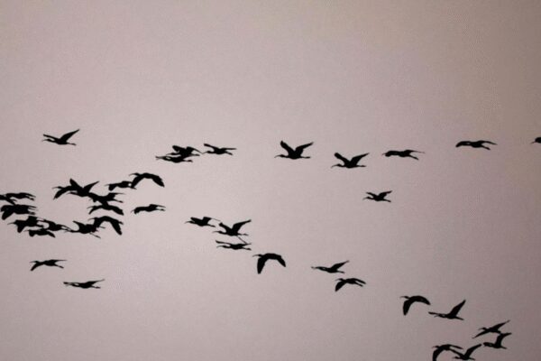 Seals, birds under threat in new ‘red list’ of endangered species