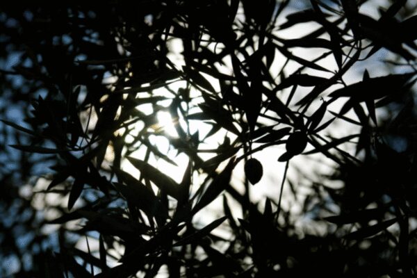 Top nature group to unveil new ‘red list’ of threatened species