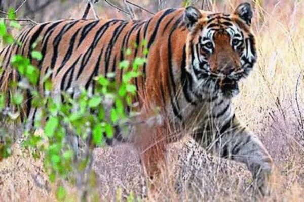 NAGPUR: In a worrying trend, accidents, poaching, and electrocution accounted for a significant number of 142 tiger and 537 leopard deaths reported in Maharashtra from Jan 2022 to Sept 2025. The big cat fatality data was provided by the principal chief conservator of forests (PCCF), Nagpur, in response to a Right to Information (RTI) query.The report states that 35 tigers and 115 leopards have died in Maharashtra this year till Sept. In comparison, 26 tiger deaths were reported in 2024, 52 in 2023, and 29 in 2022. Among this year’s tiger deaths, 21 were due to natural causes, five from accidents, another five linked to electrocution and poaching, and four due to unspecified reasons.Of the 142 tiger fatalities reported since 2022, natural deaths accounted for 84 cases, while 23 were killed in accidents and 29 fell to poaching. In six cases, the cause of death remained unclear. Experts say poachers commonly use electrocution and traps in forest fringes.“Poachers target big cats mainly for their body parts and claws, which have high value in the black market. They are also killed to prevent attacks on livestock,” said a wildlife crime analyst.Leopard deaths, which stood at 115 so far in 2025, included 44 from natural causes, 42 from accidents, two from hunting, three from electrocution, and 21 from other causes. In the past, the state had recorded 144 leopard deaths in 2024, 138 in 2023, and 140 in 2022.The data was issued in response to a RTI filed by Abhay Kolarkar.The data confirms that Maharashtra’s tiger population stands at 444, as per ‘Status of Tigers in India 2022’ report published by the National Tiger Conservation Authority. Officials said most natural deaths are linked to intra-species conflicts, old age, and diseases, while accidental deaths involve vehicle hits and electrocution near forest fringes. Experts also attributed the high accident rate to highways and railway lines passing through wildlife corridors.End of ArticleFollow Us On Social MediaVideosBihar Polls: RJD Announces Candidate List for Bihar Elections, 143 ContendersAfghan Defense Minister Rejects Asim Munir’s Claims of Fighting India’s Proxy War Allegations‘A True Hero’: Israel Mourns Nepal’s Hindu Hostage Bipin Joshi, Showers Praise for October 7 BraveryIndia-Philippines Friendship Celebrated Amid Colorful Diwali Festivities at SM Mall of AsiaWorld Leaders Embrace Diwali Spirit, Hail Message of Hope and Light’Justin Trudeau Destroyed…’: Ambassador Dinesh Patnaik Questions Safety Of Indians In CanadaA War Cry In Melody: Navy Dedicates Op Sindoor Song To PM During Diwali Celebration on INS Vikrant’Naxal-Maoist Terror Nearly Wiped Out Across India’: PM Modi Hails Police, CRPF, BSF10 Key Facts About Indian Navy’s INS Vikrant, Where PM Modi Celebrated Diwali With Naval Officers’You Gave Sleepless Nights To Pak’: PM Modi Hails INS Vikrant and BrahMos Role in Operation Sindoor123 Photostories  Harvard doctor shares 3 reasons to eat walnuts dailyFrom Karthika Deepam to Chinni: Here’s a look at the top Telugu shows of the week6 dishes that are “Chinese”but are not from ChinaBigg Boss 19: From hiding her live-in relationship with Kumar Sanu to opening up about her alcohol addiction; Lesser-known facts about Kunickaa SadanandRashmika Mandanna proves she’s the festive style queen with her back-to-back ‘Thamma’ looks6 quick Nutella desserts anyone can make at home8 shocking secrets about parrots you need to knowHarvard-based gastroenterologist suggests 10 low-sugar desserts that are best for our gut healthMorning walk vs evening walk: Which one burns more fatDiwali 2025: From Bhabiji fame Nehha Pendse and her husband Shardul Byas to Jannat Zubair, Tejasswi Prakash; TV celebs look their glamorous best123Hot PicksDhanteras Gold PriceVande Bharat SleeperBihar Election 2025Gold rate todaySilver rate todayPublic Holidays OctoberBank Holidays OctoberTop TrendingLauren KyleHow to get Greninjite in Pokemon LegendsAdam SandlerEmiru attackDurgapur Gang RapeLauren KyleDoug Martin Net WorthDaug Martin Cause of DeathChris JonesStephanie Lachances