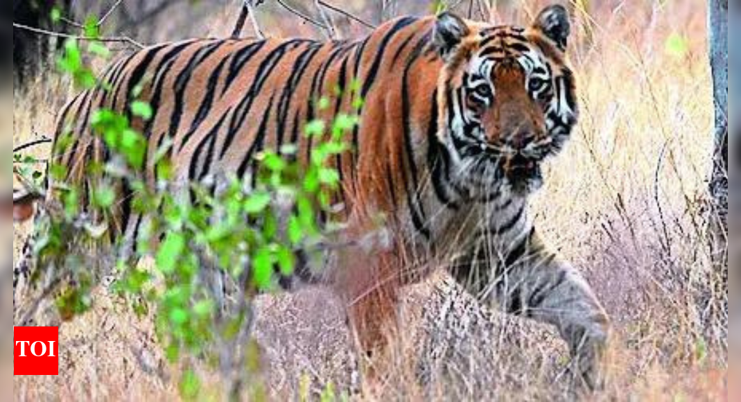 NAGPUR: In a worrying trend, accidents, poaching, and electrocution accounted for a significant number of 142 tiger and 537 leopard deaths reported in Maharashtra from Jan 2022 to Sept 2025. The big cat fatality data was provided by the principal chief conservator of forests (PCCF), Nagpur, in response to a Right to Information (RTI) query.The report states that 35 tigers and 115 leopards have died in Maharashtra this year till Sept. In comparison, 26 tiger deaths were reported in 2024, 52 in 2023, and 29 in 2022. Among this year’s tiger deaths, 21 were due to natural causes, five from accidents, another five linked to electrocution and poaching, and four due to unspecified reasons.Of the 142 tiger fatalities reported since 2022, natural deaths accounted for 84 cases, while 23 were killed in accidents and 29 fell to poaching. In six cases, the cause of death remained unclear. Experts say poachers commonly use electrocution and traps in forest fringes.“Poachers target big cats mainly for their body parts and claws, which have high value in the black market. They are also killed to prevent attacks on livestock,” said a wildlife crime analyst.Leopard deaths, which stood at 115 so far in 2025, included 44 from natural causes, 42 from accidents, two from hunting, three from electrocution, and 21 from other causes. In the past, the state had recorded 144 leopard deaths in 2024, 138 in 2023, and 140 in 2022.The data was issued in response to a RTI filed by Abhay Kolarkar.The data confirms that Maharashtra’s tiger population stands at 444, as per ‘Status of Tigers in India 2022’ report published by the National Tiger Conservation Authority. Officials said most natural deaths are linked to intra-species conflicts, old age, and diseases, while accidental deaths involve vehicle hits and electrocution near forest fringes. Experts also attributed the high accident rate to highways and railway lines passing through wildlife corridors.End of ArticleFollow Us On Social MediaVideosBihar Polls: RJD Announces Candidate List for Bihar Elections, 143 ContendersAfghan Defense Minister Rejects Asim Munir’s Claims of Fighting India’s Proxy War Allegations‘A True Hero’: Israel Mourns Nepal’s Hindu Hostage Bipin Joshi, Showers Praise for October 7 BraveryIndia-Philippines Friendship Celebrated Amid Colorful Diwali Festivities at SM Mall of AsiaWorld Leaders Embrace Diwali Spirit, Hail Message of Hope and Light’Justin Trudeau Destroyed…’: Ambassador Dinesh Patnaik Questions Safety Of Indians In CanadaA War Cry In Melody: Navy Dedicates Op Sindoor Song To PM During Diwali Celebration on INS Vikrant’Naxal-Maoist Terror Nearly Wiped Out Across India’: PM Modi Hails Police, CRPF, BSF10 Key Facts About Indian Navy’s INS Vikrant, Where PM Modi Celebrated Diwali With Naval Officers’You Gave Sleepless Nights To Pak’: PM Modi Hails INS Vikrant and BrahMos Role in Operation Sindoor123 Photostories  Harvard doctor shares 3 reasons to eat walnuts dailyFrom Karthika Deepam to Chinni: Here’s a look at the top Telugu shows of the week6 dishes that are “Chinese”but are not from ChinaBigg Boss 19: From hiding her live-in relationship with Kumar Sanu to opening up about her alcohol addiction; Lesser-known facts about Kunickaa SadanandRashmika Mandanna proves she’s the festive style queen with her back-to-back ‘Thamma’ looks6 quick Nutella desserts anyone can make at home8 shocking secrets about parrots you need to knowHarvard-based gastroenterologist suggests 10 low-sugar desserts that are best for our gut healthMorning walk vs evening walk: Which one burns more fatDiwali 2025: From Bhabiji fame Nehha Pendse and her husband Shardul Byas to Jannat Zubair, Tejasswi Prakash; TV celebs look their glamorous best123Hot PicksDhanteras Gold PriceVande Bharat SleeperBihar Election 2025Gold rate todaySilver rate todayPublic Holidays OctoberBank Holidays OctoberTop TrendingLauren KyleHow to get Greninjite in Pokemon LegendsAdam SandlerEmiru attackDurgapur Gang RapeLauren KyleDoug Martin Net WorthDaug Martin Cause of DeathChris JonesStephanie Lachances
