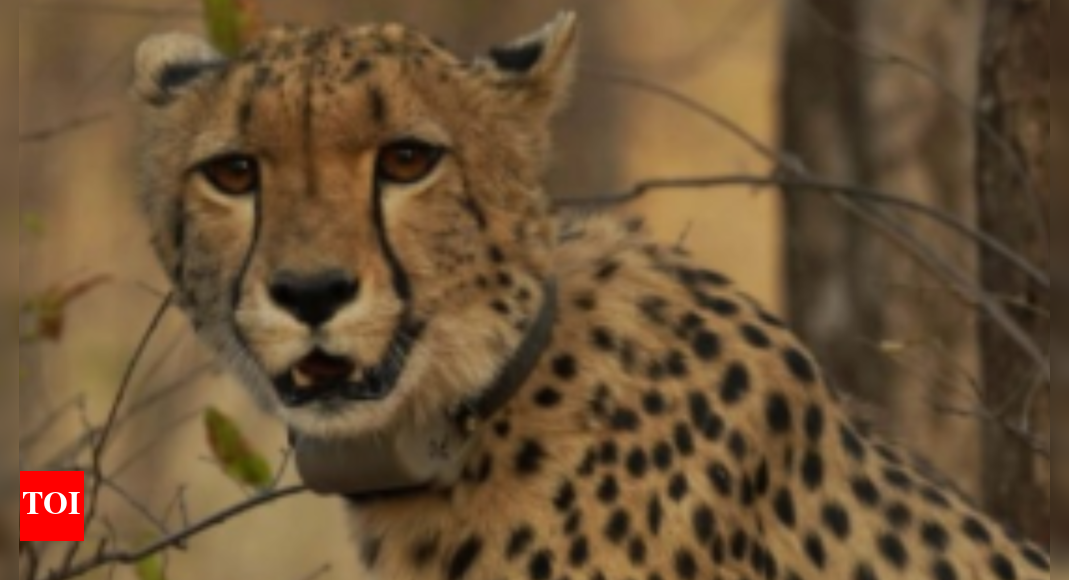 Historic milestone for India-born cheetah at Kuno: ‘Mukhi’ becomes adult on Monday- why it matters | India News