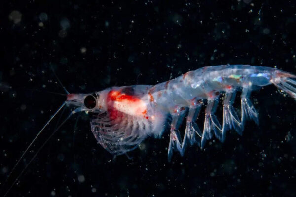 Scientists warn: Losing Krill could trigger a global climate catastrophe