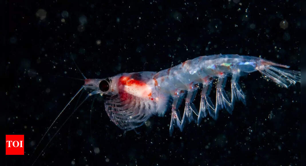 Scientists warn: Losing Krill could trigger a global climate catastrophe