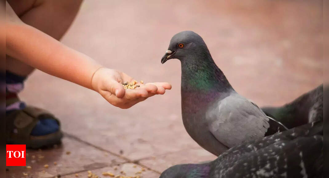 Feeding pigeons could harm your health: Know the hidden health risk and awareness tips |