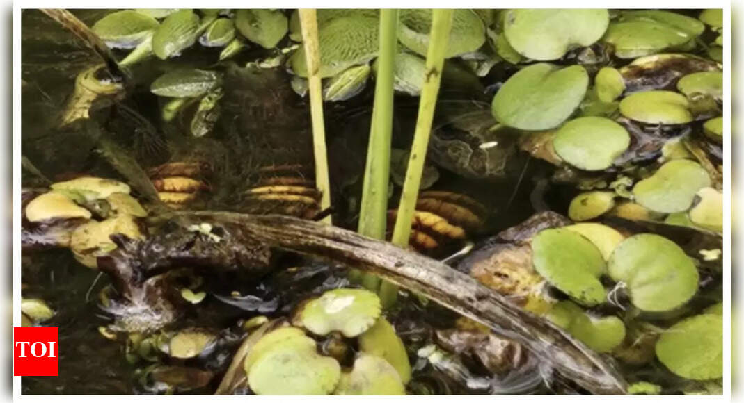 Optical illusion: Can you spot the sneaky turtle in this pic in under 10 seconds?