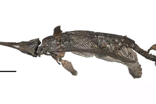 190-million-year-old sea dragon with a sword for a nose discovered on the Jurassic Coast