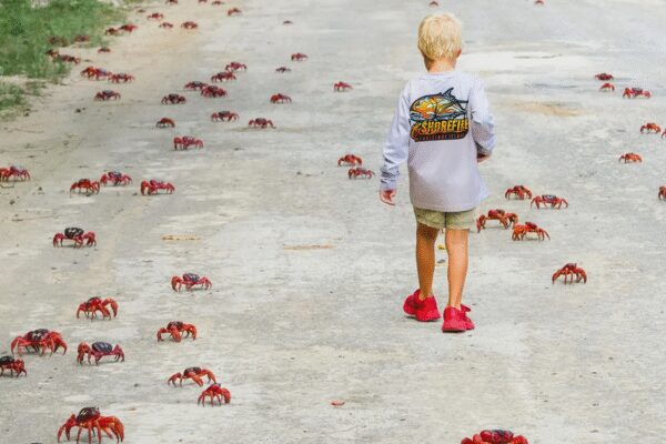 Oh crab! Annual migration of shellfish begins; Australian island turns red