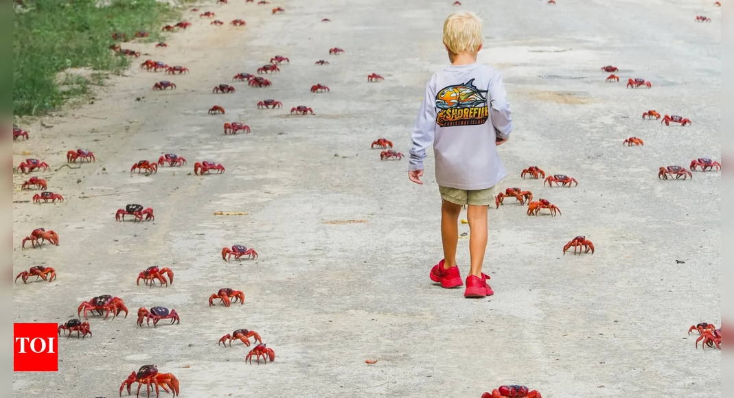 Oh crab! Annual migration of shellfish begins; Australian island turns red