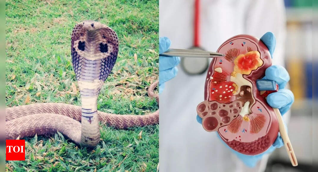 Snake urine could cure kidney stones and gout pain, scientists reveal |