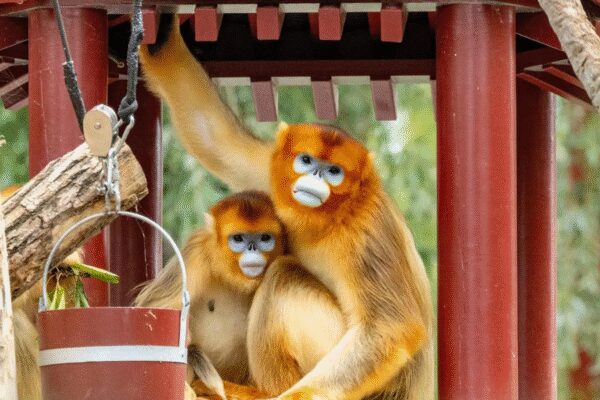 China’s rare golden monkeys debut at European zoos, possible successor to ‘panda diplomacy’