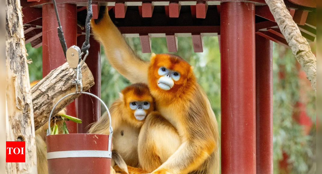 China’s rare golden monkeys debut at European zoos, possible successor to ‘panda diplomacy’