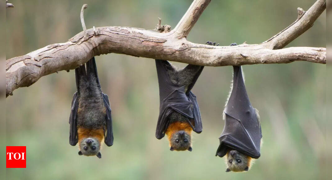 Bats have built-in GPS systems: How their brains navigate the world like living compasses