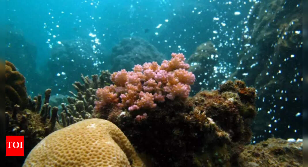 Earth’s ocean acidification crisis: Rising CO₂ levels push planetary systems beyond safe limits