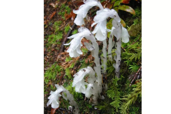 Japan’s mysterious ghost plants may hold the secret to how life adapts, survives, and grows in darkness