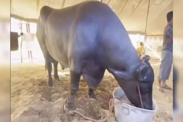 The 23-crore sensation of Pushkar Mela 2025: How Anmol became India’s most talked-about buffalo