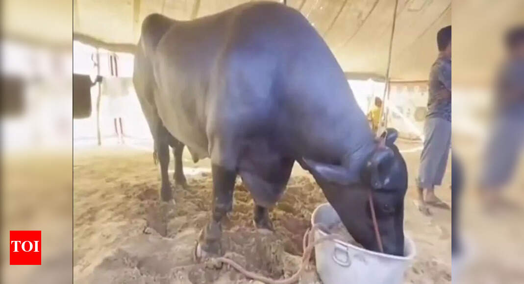 The 23-crore sensation of Pushkar Mela 2025: How Anmol became India’s most talked-about buffalo