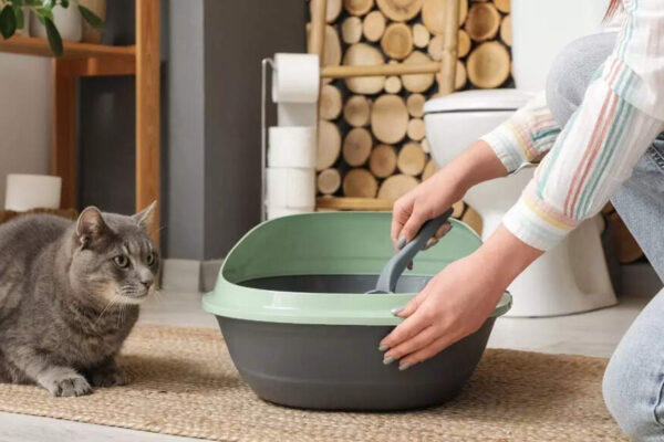 How to toilet train your pet: 7 easy tips for dogs and cats at home |