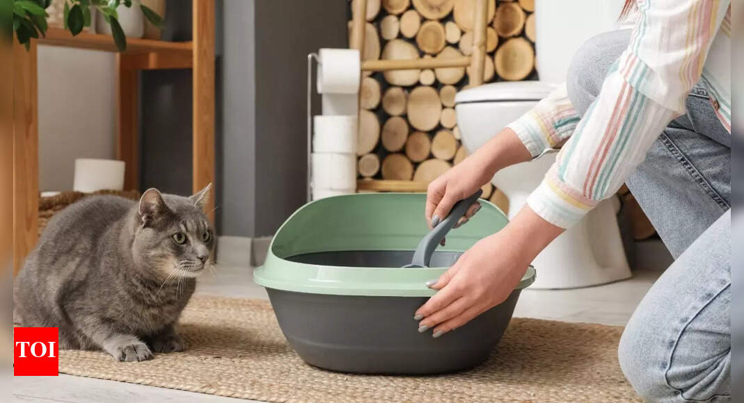 How to toilet train your pet: 7 easy tips for dogs and cats at home |