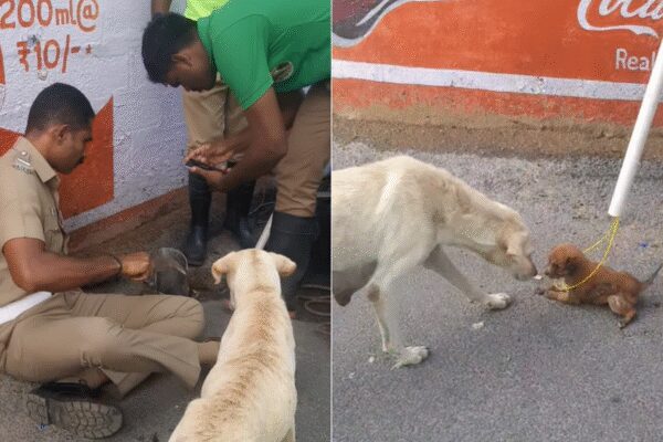 A Tamil Nadu police officer’s heartwarming rescue of a trapped puppy from a roadside pit melted hearts online. Officer Vinoth and his team used teamwork and quick thinking to save the trembling pup as its anxious mother watched. The grateful puppy’s tiny gesture of thanks turned the viral video into a powerful symbol of compassion and hope.  NEW DELHI: Not all heroes sweep through the skies; some kneel by roadside pits with hearts of gold and a rope in hand. In Tamil Nadu, a police officer turned from law enforcer to life saver when he rescued a trembling puppy trapped in a roadside pit, creating a moment that tugged at every heart online.After faint whimpers echoed from a roadside pit, locals quickly realized a puppy had slipped into trouble. In true modern-day fashion, they did what any compassionate (and camera-ready) human would do: dial the rescue team and hit record, turning concern into a viral act of kindness.The now-viral video, shared by Coimbatore police officer Vinoth himself, begins with him widening the metal opening of the pit. The officer and his team then fashioned a makeshift loop using a water pipe and rope. With teamwork, one rescuer carefully slid the rope into the pit while another lit the path for the rescue. A third one guided a hook-like rod, steering the loop closer until it looped the frightened puppy waiting in the dark.Throughout the event, the mother dog stood guard, observing the entire operation very anxiously. When the trembling pup finally emerged from the pit, the mother rushed forward toward her kid. She licked, nudged, and cuddled her little one as if sealing the moment with love.And just when viewers thought their hearts couldn’t melt any faster, came the twist. The tiny, partially wet soul paused mid-waddle, walked toward Vinoth, and seemed to offer a puppy-sized “thank you” before returning to its mother’s side.The internet, predictably, couldn’t stay calm. Comment sections overflowed with ‘paw-sitive’ vibes, blessings for the officer, and heartfelt applause for his act of compassion.In that brief moment, humanity shone brighter than any flashlight in the pit. Officer Vinoth’s act wasn’t just a rescue; it was a reminder that compassion is still alive and wagging.About the AuthorTOI News DeskThe TOI News Desk comprises a dedicated and tireless team of journalists who operate around the clock to deliver the most current and comprehensive news and updates to the readers of The Times of India worldwide. With an unwavering commitment to excellence in journalism, our team is at the forefront of gathering, verifying, and presenting breaking news, in-depth analysis, and insightful reports on a wide range of topics. The TOI News Desk is your trusted source for staying informed and connected to the ever-evolving global landscape, ensuring that our readers are equipped with the latest developments that matter most.”Read MoreEnd of ArticleFollow Us On Social MediaVideosPak Minister Khawaja Asif Accuses Afghanistan Acting Under India’s Influence, Issues Brutal WarningDonald Trump Calls PM Modi ‘Killer’, Asim Munir a ‘Great Fighter’, Repeats India-Pak Ceasefire ClaimAmazon Launches Largest Layoff Drive Yet, Cutting 30,000 Corporate Positions to Boost EfficiencyIndia, EU Narrow Differences As Piyush Goyal Wraps High-Stakes Brussels Push For Swift Trade Deal“Even Ate The Animals’ Fodder” Prashant Kishore Slams Tejashwi After INDIA Bloc’s Bihar ManifestoOne Dead, Thousands Evacuated as Cyclone Montha Tears Through Andhra and OdishaGround Report From Supaul: Voters Reveal Poll Mood; Employment, Liquor Ban Key Issues | BiharChampion Of Global Boot-Licking? Pakistan Competes For Gold In Trump Flattery OlympicsEscalation Fears Mount As Pakistan-Afghanistan Talks End Without Conclusion In Turkey’7 Brand-New Beautiful Planes Shot Down’: Trump Repeats India-Pak Ceasefire Claim In Japan123 Photostories  Pankaj Tripathi, John Abraham, Rajinikanth: Celebrities living ordinary lives will make you believe in the joy of simplicityIntermittent fasting? Study reveals skipping breakfast can cause irreversible damage to healthPremanand Ji Maharaj’s teachings on love and marriage: Quotes that inspire devotion and compassionReasons to watch SS Rajamouli and Prabhas’ ‘Baahubali- Thes Epic’ in theatres againHonouring Maa Annapurana: Why eating in silence benefits both mind and body6 world-famous dishes that started as struggle foodSeoul simmers: Protests greet Donald Trump in South KoreaFrom kaftans to coastlines: Kareena Kapoor’s vacay vibes are always on pointFrom Wednesday Addams to Maleficent: Iconic Halloween costume ideas from Hollywood movies and seriesMagnesium: 10 surprising natural sources you probably never knew about123Hot PicksCyclone MonthaBank Holiday TodayBihar Election 2025Gold rate todaySilver rate todayPublic Holidays NovemberBank Holidays NovemberTop TrendingDarshan Singh SahsiPrince HarryPraneeth Kumar UsiripalliAdin RossHurricane MelissaSidney CrosbyPenguin GameMLB Trade RumorsCharles HullFortnite Tips