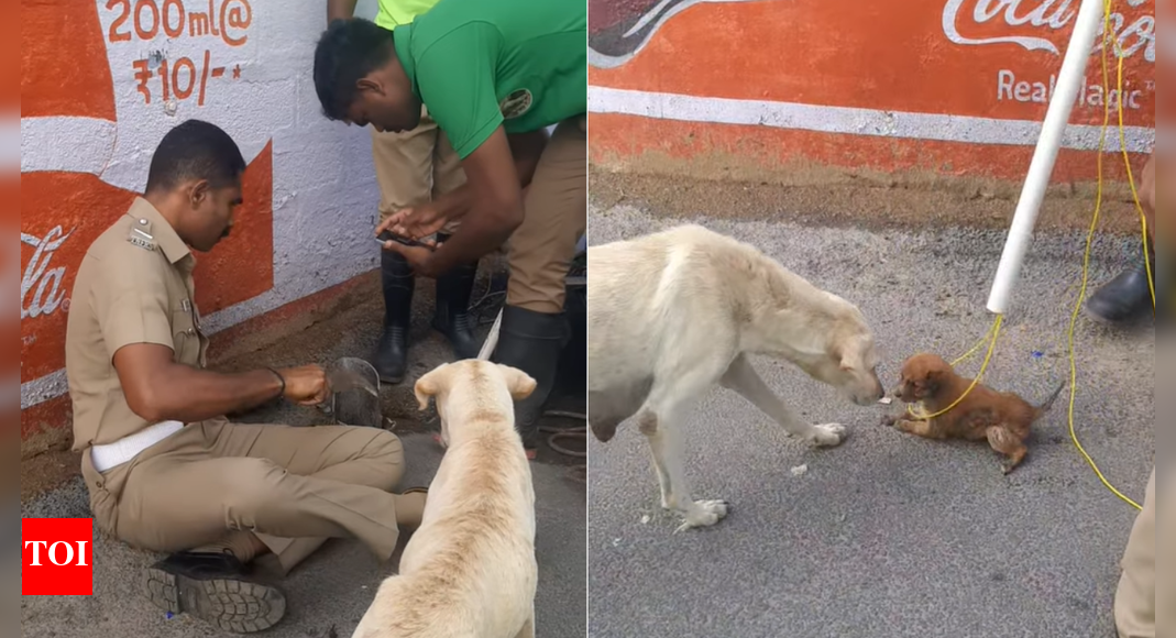 A Tamil Nadu police officer’s heartwarming rescue of a trapped puppy from a roadside pit melted hearts online. Officer Vinoth and his team used teamwork and quick thinking to save the trembling pup as its anxious mother watched. The grateful puppy’s tiny gesture of thanks turned the viral video into a powerful symbol of compassion and hope.  NEW DELHI: Not all heroes sweep through the skies; some kneel by roadside pits with hearts of gold and a rope in hand. In Tamil Nadu, a police officer turned from law enforcer to life saver when he rescued a trembling puppy trapped in a roadside pit, creating a moment that tugged at every heart online.After faint whimpers echoed from a roadside pit, locals quickly realized a puppy had slipped into trouble. In true modern-day fashion, they did what any compassionate (and camera-ready) human would do: dial the rescue team and hit record, turning concern into a viral act of kindness.The now-viral video, shared by Coimbatore police officer Vinoth himself, begins with him widening the metal opening of the pit. The officer and his team then fashioned a makeshift loop using a water pipe and rope. With teamwork, one rescuer carefully slid the rope into the pit while another lit the path for the rescue. A third one guided a hook-like rod, steering the loop closer until it looped the frightened puppy waiting in the dark.Throughout the event, the mother dog stood guard, observing the entire operation very anxiously. When the trembling pup finally emerged from the pit, the mother rushed forward toward her kid. She licked, nudged, and cuddled her little one as if sealing the moment with love.And just when viewers thought their hearts couldn’t melt any faster, came the twist. The tiny, partially wet soul paused mid-waddle, walked toward Vinoth, and seemed to offer a puppy-sized “thank you” before returning to its mother’s side.The internet, predictably, couldn’t stay calm. Comment sections overflowed with ‘paw-sitive’ vibes, blessings for the officer, and heartfelt applause for his act of compassion.In that brief moment, humanity shone brighter than any flashlight in the pit. Officer Vinoth’s act wasn’t just a rescue; it was a reminder that compassion is still alive and wagging.About the AuthorTOI News DeskThe TOI News Desk comprises a dedicated and tireless team of journalists who operate around the clock to deliver the most current and comprehensive news and updates to the readers of The Times of India worldwide. With an unwavering commitment to excellence in journalism, our team is at the forefront of gathering, verifying, and presenting breaking news, in-depth analysis, and insightful reports on a wide range of topics. The TOI News Desk is your trusted source for staying informed and connected to the ever-evolving global landscape, ensuring that our readers are equipped with the latest developments that matter most.”Read MoreEnd of ArticleFollow Us On Social MediaVideosPak Minister Khawaja Asif Accuses Afghanistan Acting Under India’s Influence, Issues Brutal WarningDonald Trump Calls PM Modi ‘Killer’, Asim Munir a ‘Great Fighter’, Repeats India-Pak Ceasefire ClaimAmazon Launches Largest Layoff Drive Yet, Cutting 30,000 Corporate Positions to Boost EfficiencyIndia, EU Narrow Differences As Piyush Goyal Wraps High-Stakes Brussels Push For Swift Trade Deal“Even Ate The Animals’ Fodder” Prashant Kishore Slams Tejashwi After INDIA Bloc’s Bihar ManifestoOne Dead, Thousands Evacuated as Cyclone Montha Tears Through Andhra and OdishaGround Report From Supaul: Voters Reveal Poll Mood; Employment, Liquor Ban Key Issues | BiharChampion Of Global Boot-Licking? Pakistan Competes For Gold In Trump Flattery OlympicsEscalation Fears Mount As Pakistan-Afghanistan Talks End Without Conclusion In Turkey’7 Brand-New Beautiful Planes Shot Down’: Trump Repeats India-Pak Ceasefire Claim In Japan123 Photostories  Pankaj Tripathi, John Abraham, Rajinikanth: Celebrities living ordinary lives will make you believe in the joy of simplicityIntermittent fasting? Study reveals skipping breakfast can cause irreversible damage to healthPremanand Ji Maharaj’s teachings on love and marriage: Quotes that inspire devotion and compassionReasons to watch SS Rajamouli and Prabhas’ ‘Baahubali- Thes Epic’ in theatres againHonouring Maa Annapurana: Why eating in silence benefits both mind and body6 world-famous dishes that started as struggle foodSeoul simmers: Protests greet Donald Trump in South KoreaFrom kaftans to coastlines: Kareena Kapoor’s vacay vibes are always on pointFrom Wednesday Addams to Maleficent: Iconic Halloween costume ideas from Hollywood movies and seriesMagnesium: 10 surprising natural sources you probably never knew about123Hot PicksCyclone MonthaBank Holiday TodayBihar Election 2025Gold rate todaySilver rate todayPublic Holidays NovemberBank Holidays NovemberTop TrendingDarshan Singh SahsiPrince HarryPraneeth Kumar UsiripalliAdin RossHurricane MelissaSidney CrosbyPenguin GameMLB Trade RumorsCharles HullFortnite Tips
