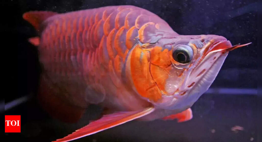 World’s most expensive aquarium fish: A rare dragon fish that symbolises power and fortune worth approx Rs 3 crore | World News