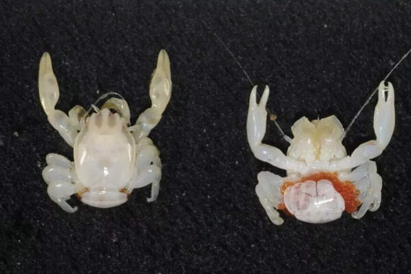Australia’s deep ocean reveals two new species: A glow-in-the-dark shark and a tiny porcelain crab; discovered by CSIRO