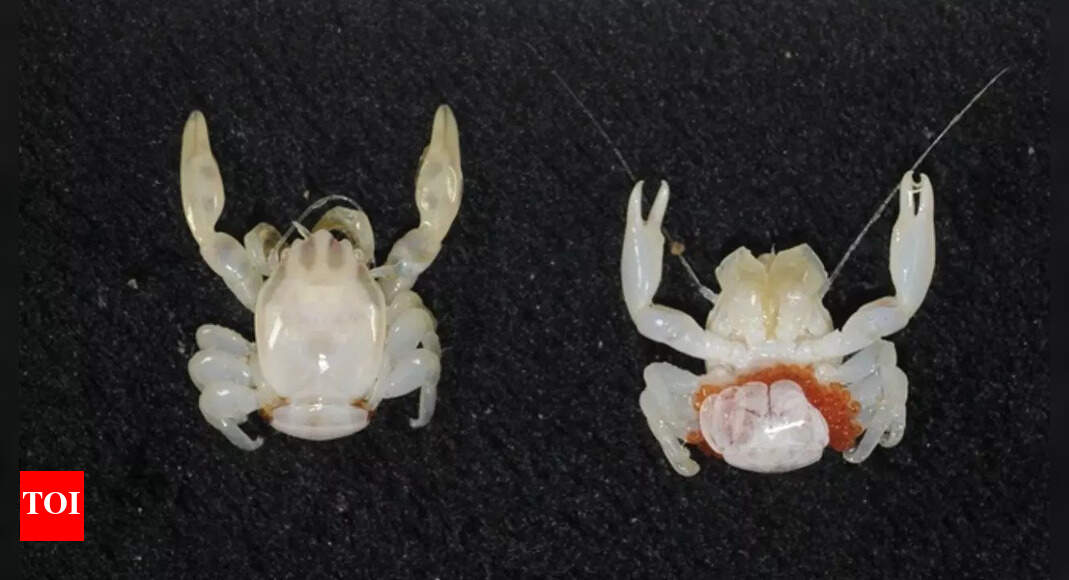 Australia’s deep ocean reveals two new species: A glow-in-the-dark shark and a tiny porcelain crab; discovered by CSIRO
