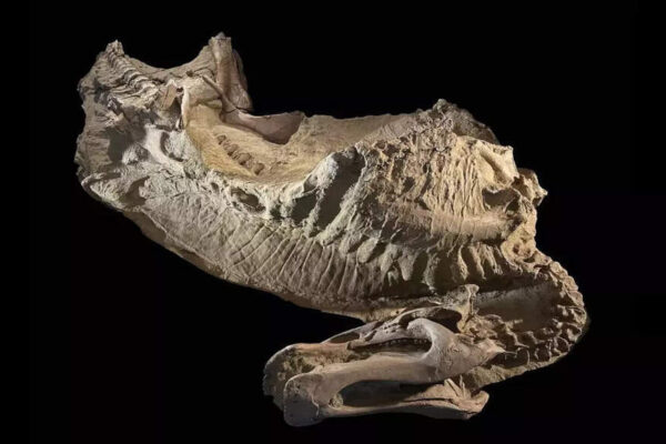 First ‘mummified’ hooved dinosaur in Wyoming Badlands discovered, redefining prehistoric evolution