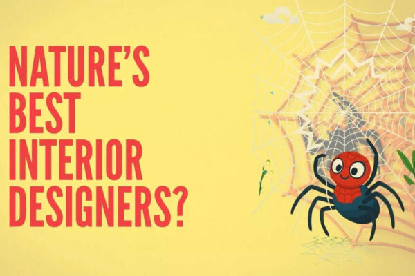 The Amazing Spider-Decorator: Why arachnids are nature’s best interior decorators