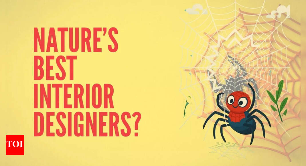 The Amazing Spider-Decorator: Why arachnids are nature’s best interior decorators