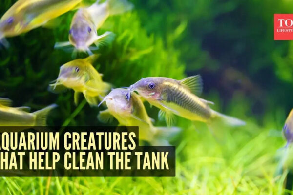 5 unique aquarium creatures that help keep the fish tank clean naturally