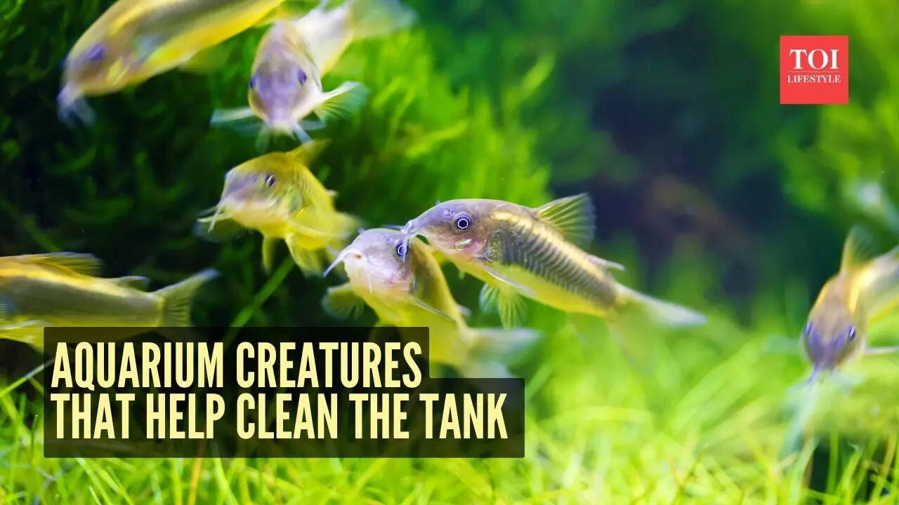 5 unique aquarium creatures that help keep the fish tank clean naturally