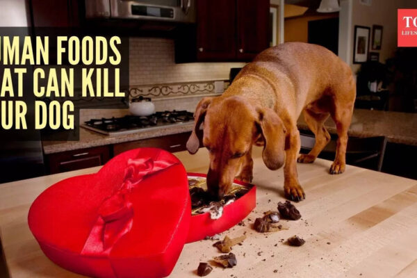 5 human foods that can kill your dog (Even in small amounts)