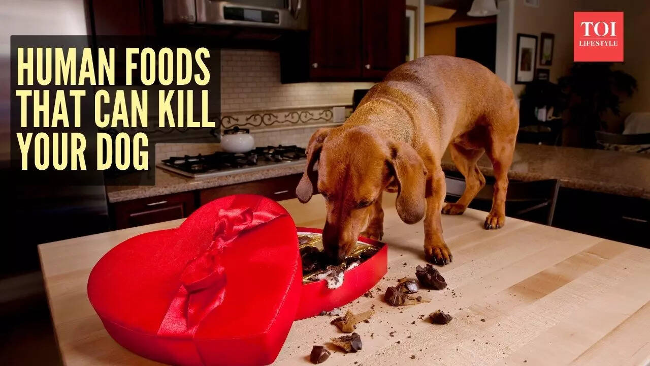 5 human foods that can kill your dog (Even in small amounts)
