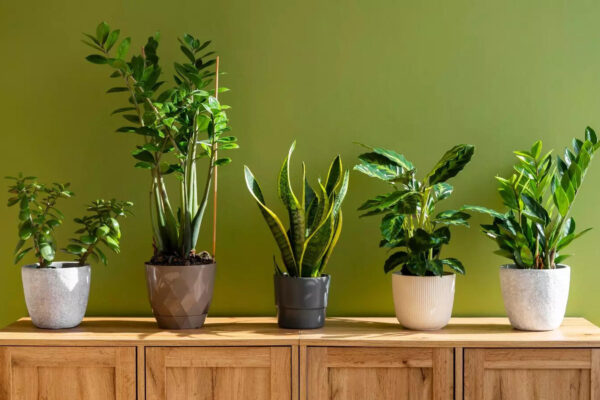Which Plant You Should Bring Home As Per Your Date of Birth