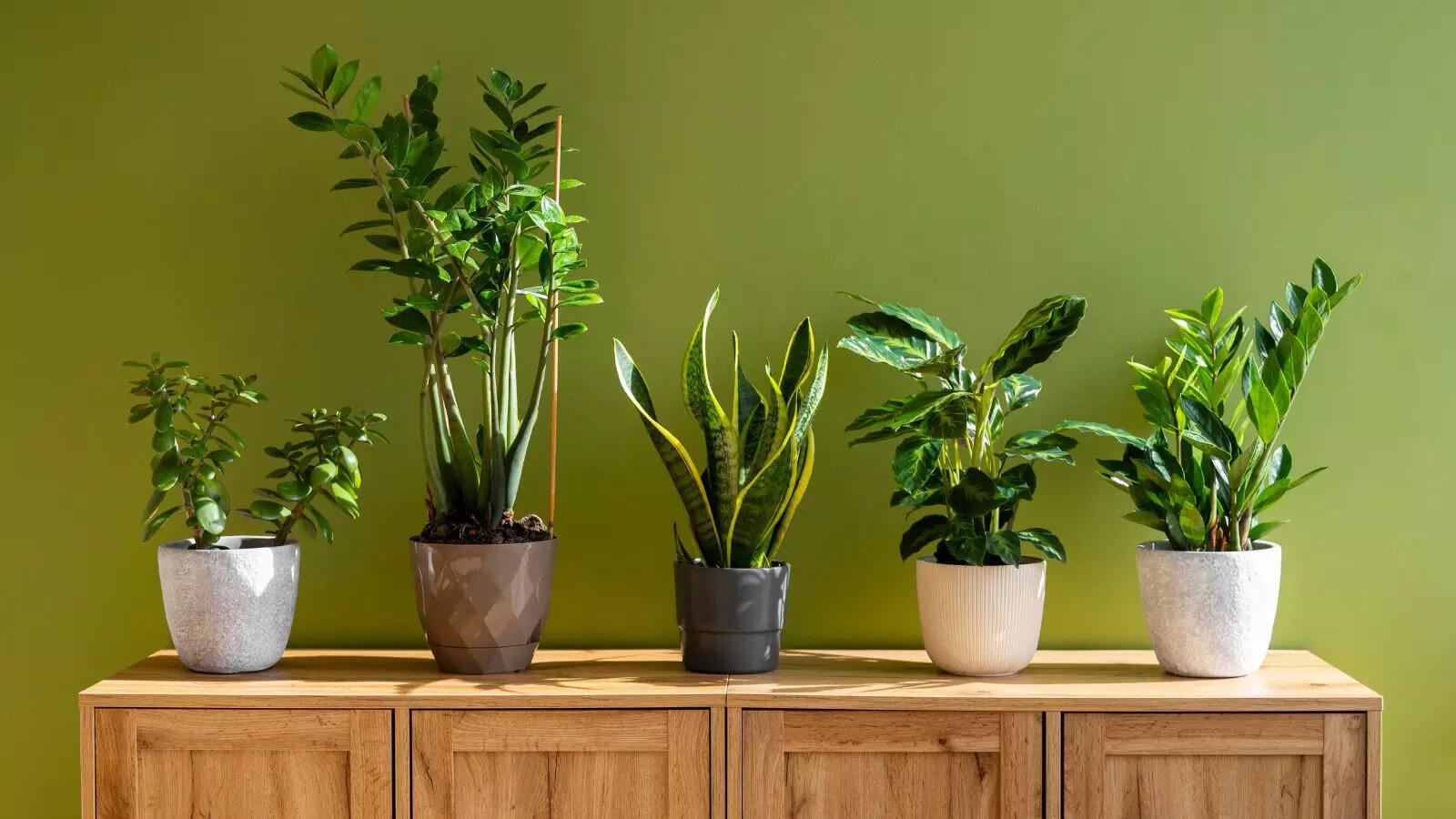 Which Plant You Should Bring Home As Per Your Date of Birth