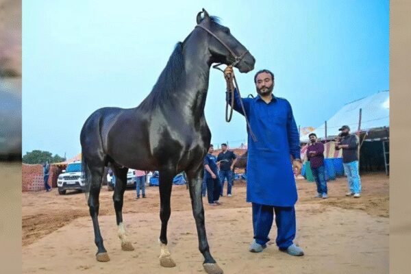 Horses take centre stage at Pushkar fair this year with sales totalling Rs 75 lakh | India News