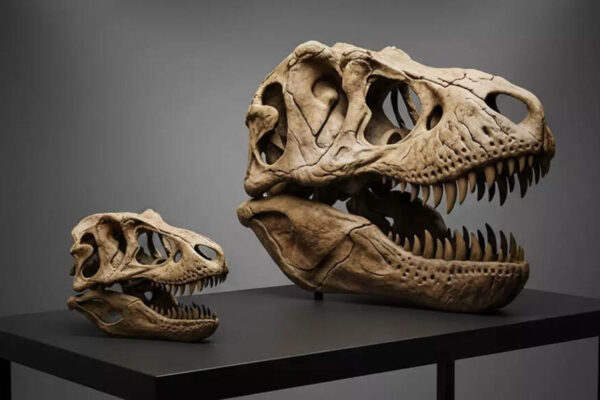 Scientists have finally solved the ‘tiny’ T-Rex mystery
