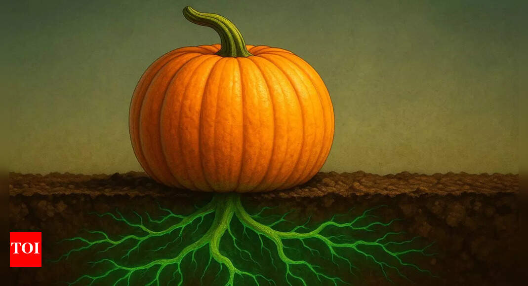 Pumpkins could be absorbing poison — here’s what researchers discovered