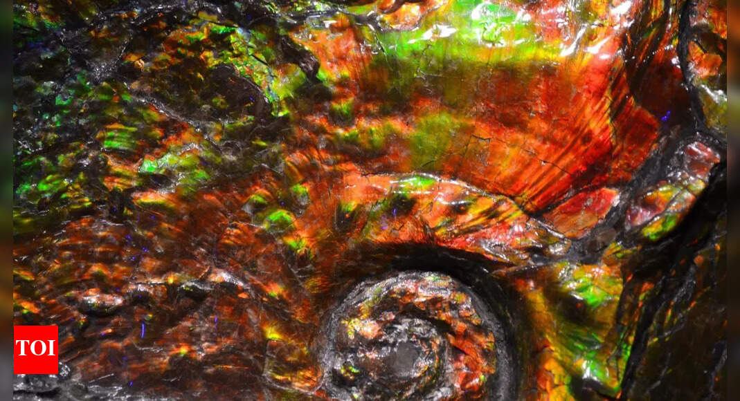 This 70-million-year-old fossil still glows with shifting colours; scientists finally know why