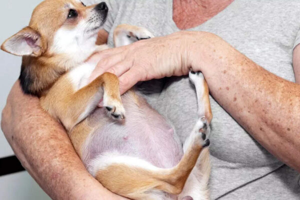 How to tell if your dog is pregnant: Know the signs, physical changes and stages |