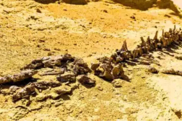 Chucarosaurus diripienda: The dinosaur so massive it shattered roads and transformed how scientists study titanosaurs