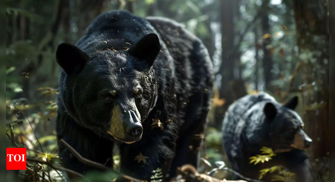 Man vs wild: Japan deploys military to combat deadly bear attack – Why climate change could be the reason