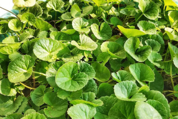 Gotu Kola benefits: How THIS ancient ‘herb of longevity’ supports brain, kidney, and liver detoxification |