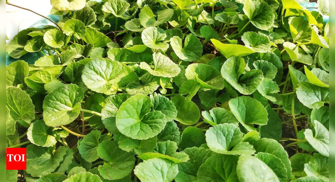 Gotu Kola benefits: How THIS ancient ‘herb of longevity’ supports brain, kidney, and liver detoxification |