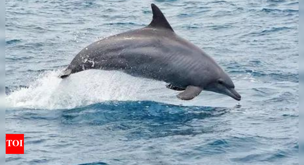 India’s marine mammal research set to advance with new acoustic tracking efforts